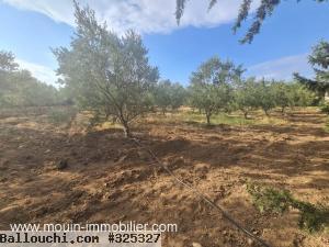 FERME POMELO Bouficha Route Bouficha T982