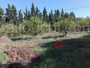 Nabeul Korba : un terrain agricole clôturé de 4hectares