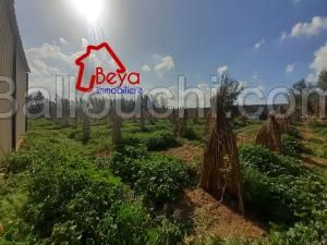 nabeul .Tazarka,route de tunis .une ferme clôturée de 3 hectares agrumes avec une villa