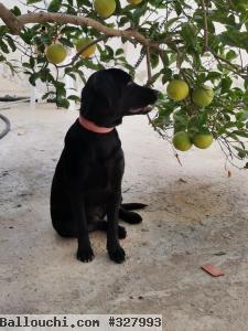 Chien à vendre
