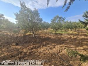 FERME POMELO Bouficha Route Bouficha T982