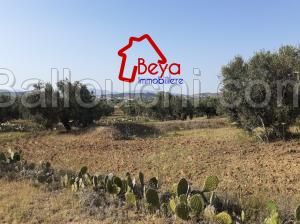 hammamet , douikhla , 12000m² sur une colline a 170mdt