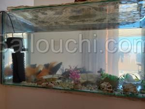 Aquarium +5 poissons
