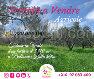 Réf 253 Terrain d'un hectare et 3310 m² a Baloum kala kbira