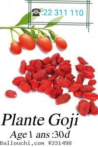 Plante exotique tunisie goji tunisie