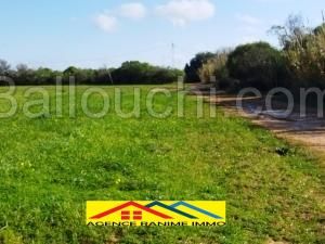 Terrain agricole de 2 hects 6605m2 a el haouaria