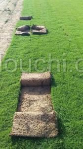 21226774 vente et posez gazon naturelle americain pasayplum kikouy decoration jardin