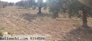 TERRAIN MOEZ Sidi Mtir T1011