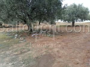 UN TERRAIN 318m² à VENDRE à MREZGA 51333131