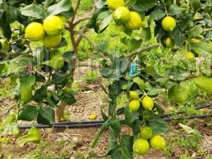 Ferme de 1 hect et 5500m2 a el haouaria cap bon