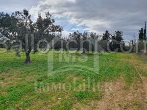 à vendre un superbe terrain à hammamet sud 51333131