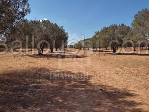 à vendre un superbe terrain 90MD à HAMMAMET SUD 51333131