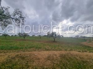 à vendre un terrain à HAMMAMET SUD 51333131