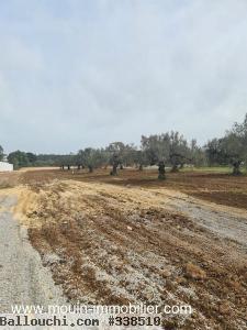 Terrain Gino T1017 Hammamet