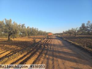 2 hectares à vendre à friguia sousse