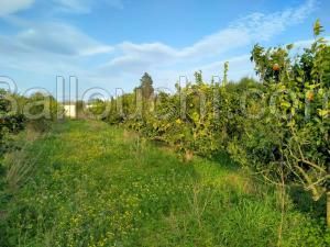 Ferme agricole senya 9awares fil Gobba 7000 m2 سانية قوارص
