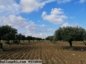 terrain a vendre