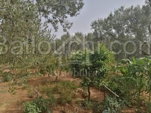 à vendre un terrain à MREZGA 51333131