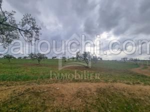 un terrain 1 Hectare à VENDRE à HAMMAMET Sud
