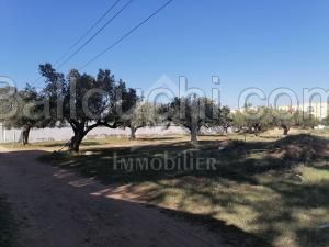 à VENDRE Un Terrain 555m² à HAMMAMET SUD 51333131