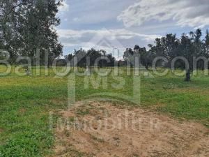 à VENDRE un Terrain de 5042m² à HAMMAMET SUD 51333131