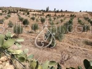 Vente Terrain agricole à Sidi Hammed