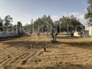 à vendre un TERRAIN Viabilisé à HAMMAMET 51333131