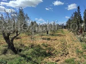Un superbe terrain à vendre à Sidi Hammed à 125 MD 51355351