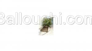Studio vac hammamet