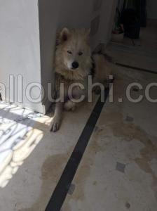 CHIEN HUSKY MALAMUTE
