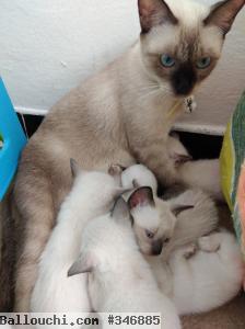 chat siamois
