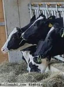 Génisses pleines holstien importées