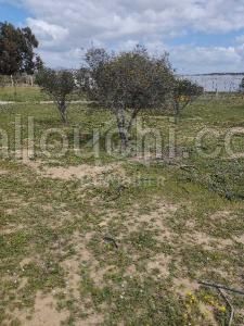 Un terrain de 500 m² à vendre à 50 MD 51355351