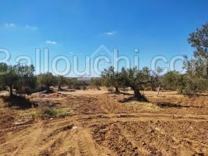 Des lots de terrains à vendre à 160 dt/m² 51355351