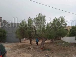 Un terrain à vendre à Mrezga 51355351