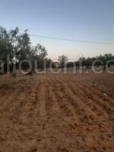 av terrain de 15000m hammamet