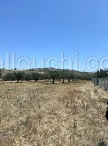 av terrain agricole de 3 hectares a hammamet