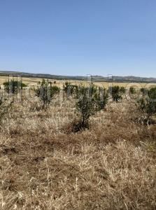av terrain de 6500m a hammamet