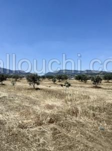 av terrain de 8500m a hammamet