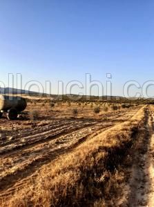 av terrain de 1000m a hammmaet sud