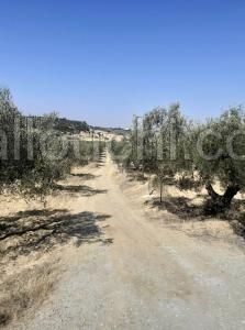 av terrain de 1456m a hammamet