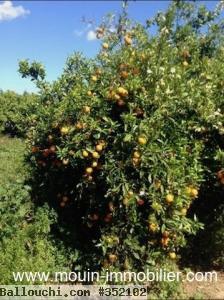 FERME SOLIMAN a Soliman T1044