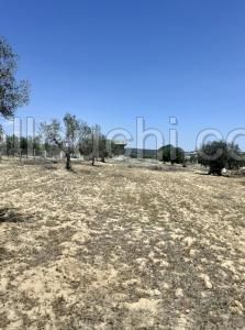 av terrain de 5350m a hammamet sud