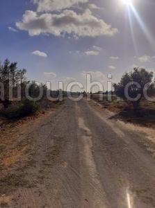 av des lots de 400m a hammamet sud