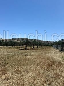 av terrain de 3 hectares a hammamet