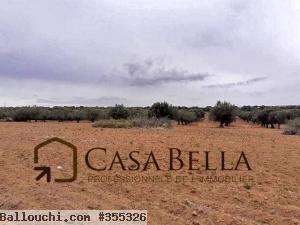 un terrain agricole a vendre à Kalaa Kbira