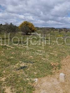 Lot de terrain clôturé à vendre 51355351