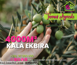 Réf 347 Terrain Agricole de 4000 m² a kala kbira
