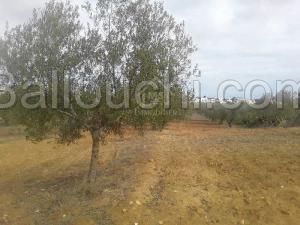 Terrain de 1000 m² à vendre à Hammamet Sud 51355351
