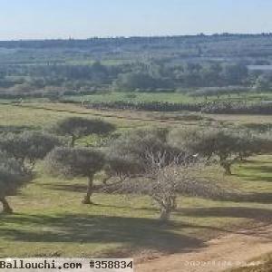 Terrain agricole 3M636